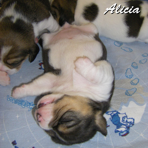 Beaglewelpe tricolor 14 Tage alt